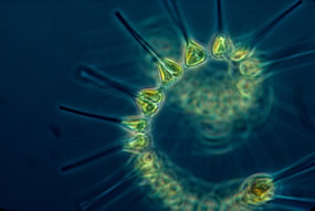 Fytoplankton