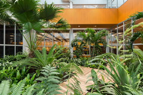 Tropische planten / kamerplanten